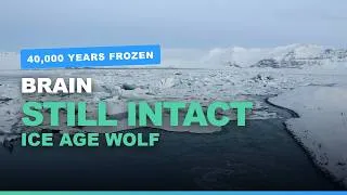 Miniature : The 40,000-Year-Old Wolf Found With Its Brain Still Intact