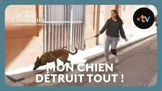 Miniature : Au secours, mon chien détruit tout ! SOS Comportement