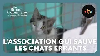 Miniature : Chats errants : l'association qui les sauve depuis 30 ans