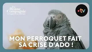 Miniature : Mon perroquet fait sa crise d'ado ! SOS Comportement