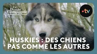 Miniature : Huskies : des chiens pas comme les autres