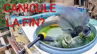 Miniature : Oiseaux - Canicule : Enfin le répit au jardin