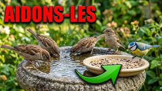 Miniature : Canicule : Le défi des oiseaux du jardin