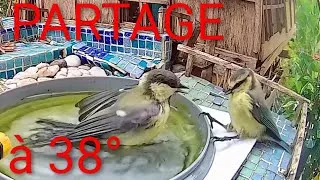 Miniature : Oiseaux - Canicule : Best of des  baignades au Jardin