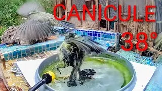 Miniature : Le sauvetage des mésanges : l'importance de l'eau en canicule