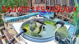 Miniature : Canicule : Les oiseaux sauvages se rafraîchissent 🐦