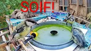 Miniature : Canicule : Le bain vital des oiseaux du jardin