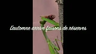 Miniature : La mante religieuse en plein repas