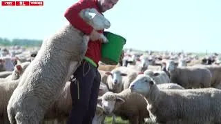 Miniature : MOSELLE - Trophées de l'Agriculture 2022 - FERME DU CHAMBEYRON