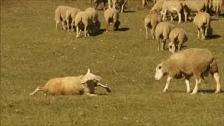 Miniature : combat de béliers/ram fight