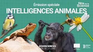 Miniature : 🦜 MONDE ANIMAL, DES INTELLIGENCES MULTIPLES avec Agatha Liévin-Bazin et @oamgui | Fête de la Science