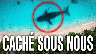 Miniature : Mégalodon : Le Fantôme Qui Hante les Océans