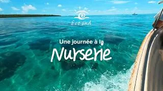 Miniature : Une journée à la nurserie de coraux chez Eco-Sud