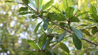 Miniature : Bénin : Réserve de biosphère du mono, financement additionnel par crédits carbone