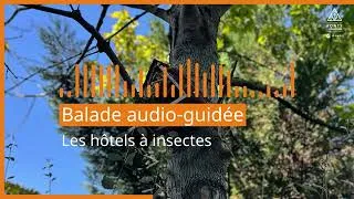 Miniature : [Balade audio-guidée] Les hôtels à insectes