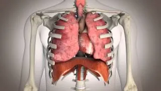 Miniature : La respiration diaphragmatique.