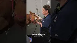 Miniature : REPORTAGE - Découvrez l'anesthésie des chevaux et gardez les yeux ouverts !
