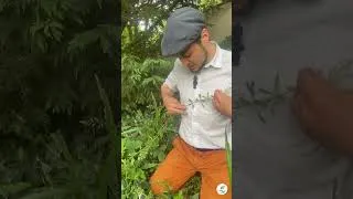 Miniature : Présentation du Gaillet gratteron