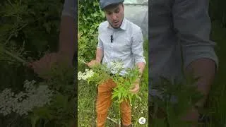 Miniature : Présentation du Sureau