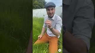 Miniature : Présentation du pissenlit