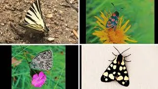 Miniature : Pollinator Challenge - SDGs Action !