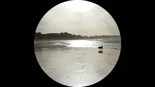 Miniature : Trois p'tits tours et puis s'en vont... rencontre canine éphémère sur la plage...