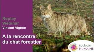 Miniature : Dans l'ombre des bois : à la rencontre du chat forestier - Vincent Vingon #ReplayWebinar