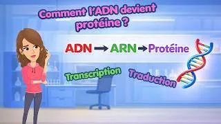Miniature : Génétique : De l’ADN aux protéines 🧬 (Transcription & Traduction faciles)