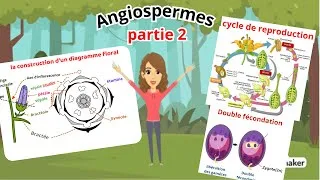 Miniature : Botanique : Angiospermes (Diagramme floral, formule florale et reproduction) (Partie 2)