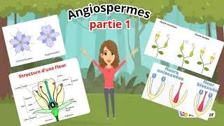 Miniature : Botanique : Angiospermes (généralités et structure de la fleur) | Partie 1
