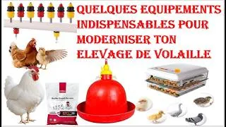 Miniature : Quelques Equipements Indispensables pour moderniser ton élevage de Volaille....