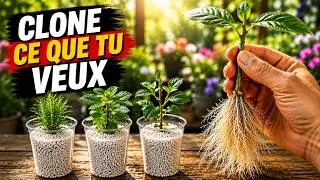 Miniature : NOUVELLE MÉTHODE : Clonez un CITRONNIER, un AVOCATIER et un POMMIER avec UNE SEULE BOUTEILLE !