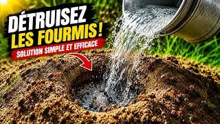 Miniature : 3 ASTUCES INFAILLIBLES : Débarrassez-vous des fourmis DÈS MAINTENANT !