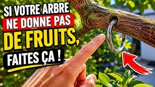 Miniature : Faites ÇA et votre arbre fruitier sera couvert de fruits | PROUVÉ