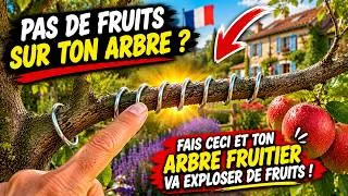 Miniature : Votre arbre fruitier ne donne pas de fruits ? 🍋