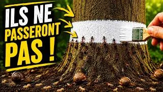 Miniature : 3 Méthodes contre les Fourmis et Pucerons