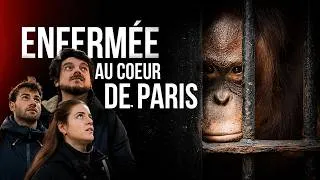 Miniature : 54 ans de captivité en plein Paris (ft. @gregguillotin)