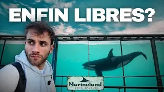 Miniature : MARINELAND : 1 an après sa Fermeture, On y Retourne !