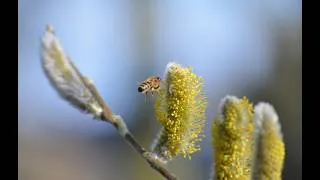 Miniature : Abeilles sauvages : pourquoi faut-il les protéger ? EcoTree