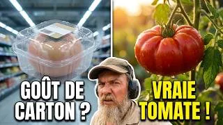 Miniature : Des tomates sans gout ? voila pourquoi ! (c'est degueulasse)
