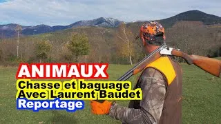Miniature : CHASSE : Laurent Baudet, 36 ans de passion pour la bécasse