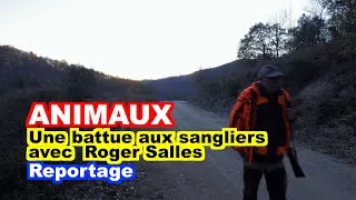 Miniature : CHASSE : Battue au sanglier avec Roger Salles à Saint-Laurent de Cerdans