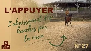 Miniature : ⭐ Comprendre l’appuyer : équilibre, hanches et légèreté du cheval⭐