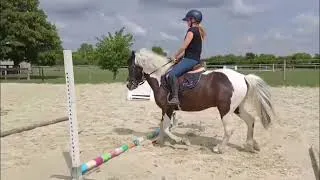 Miniature : [Equitation]  Un peu de mécanisation et de dressage pour aujourd'hui