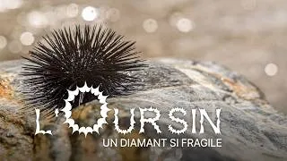 Miniature : L'oursin, un diamant si fragile - Bande annonce SalamandreTV