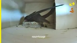Miniature : Les martinets noirs Flèche & Orion 2026 - Nourrissage et recyclage des crottes