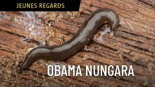 Miniature : Obama Nungara - Bande annonce SalamandreTV