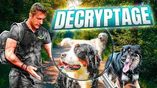 Miniature : Ils ne s’en sortent plus avec leur chien (décryptage)