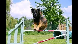 Miniature : Agility dog , jeu sportif avec son chien