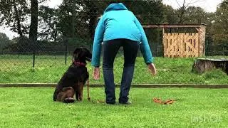 Miniature : Travail en éducation canine